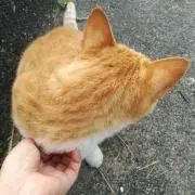 ねこの画像