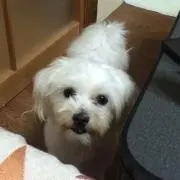 hanachan