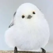 カモメの画像