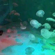 なうの画像