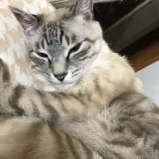 しののめ