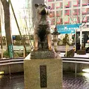 特別セール中★中堅ハチ公