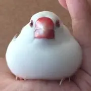 にぼしの画像