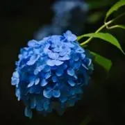 あじさいの画像