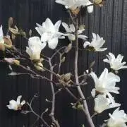 おたみの画像