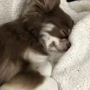 まみの画像