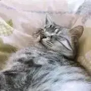 欧夢露異彩の画像