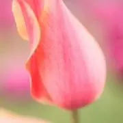 姫だるまの画像