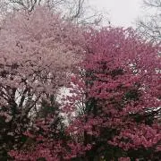 Natsuの画像