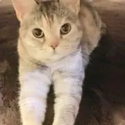 igi
