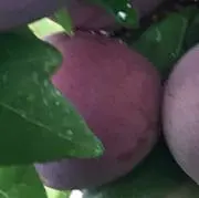 はらんきょうの画像