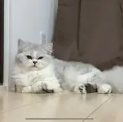ボブ