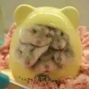 ヒラメホマレ