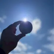 ピクミンの画像