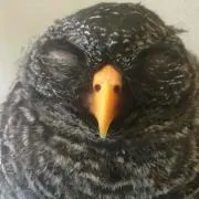 梟