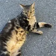 まの画像