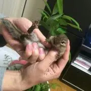 ケッケ