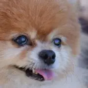 ミープルの画像