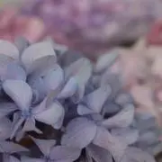 さこの画像