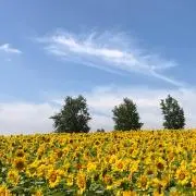 メルメルメル