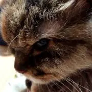 エブリイ