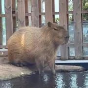 じょんの画像