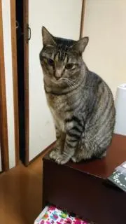コムギとサスケの画像