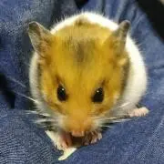 ミニペンギン