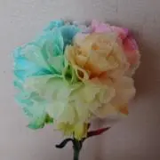 maiの画像