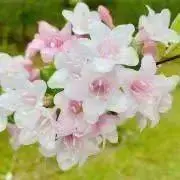 Azuの画像