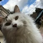まいける