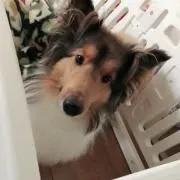 ラッシーの画像