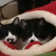 Image of ちびねこ(購入希望の方はプロフ必読です)