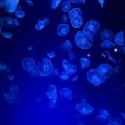 くりきんとん