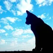 きなこの画像