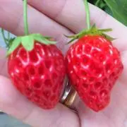 A SU KAの画像