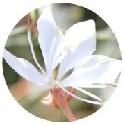 ふわっまる。の画像