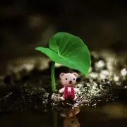 ぽっきー