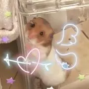 はりさんの画像