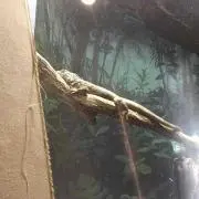 うらひらめ☆