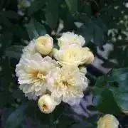プーさんかあさんの画像