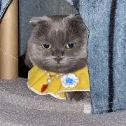 jejeの画像