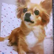 たかくらまの画像