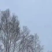 Melodyの画像