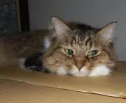 シロちゃん