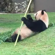 パンダの画像