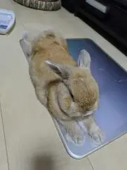 らびたの画像