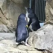 豚骨の画像