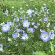 依桜