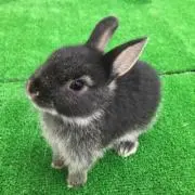 ミミ